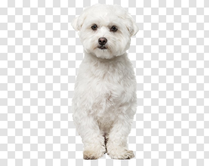 Maltese Dog Bichon Frise Havanese Bolognese Bolonka - White-dog Transparent PNG