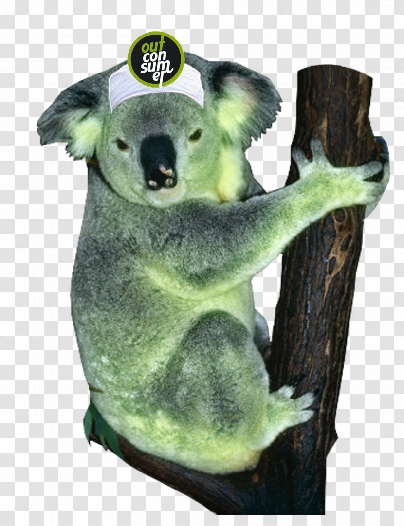 Koala Animal Battlefield 3 2D Computer Graphics - Organism Transparent PNG