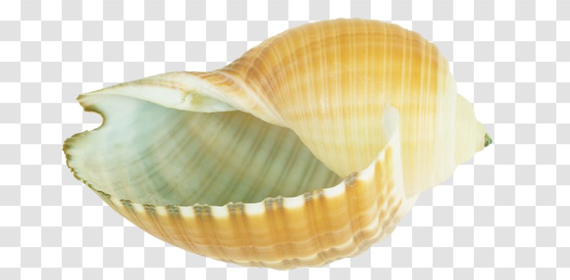 Cape Agulhas Guest House Clip Art - Seashell Transparent PNG