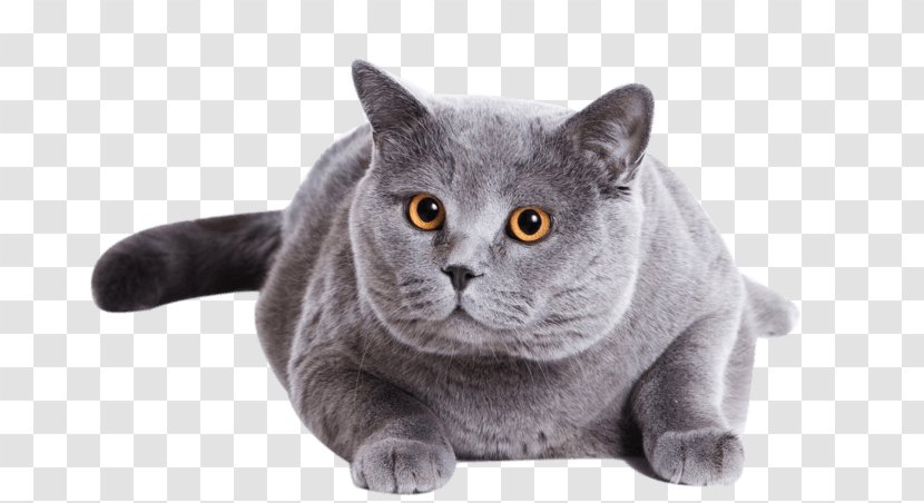 Russian Blue Kitten Scottish Fold British Shorthair Desktop Wallpaper - Snout - Feline Transparent PNG