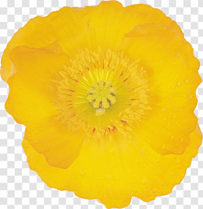 Wildflower Google Images Petal - Flower - Poppy Transparent PNG