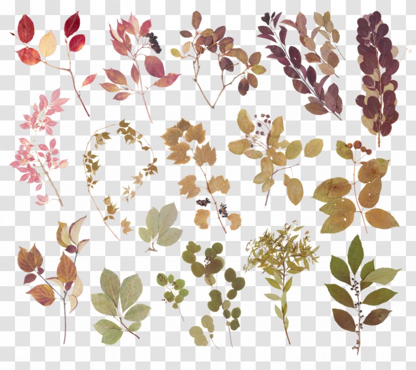 Leaf Image Drawing Adobe Photoshop - Raster Graphics Transparent PNG