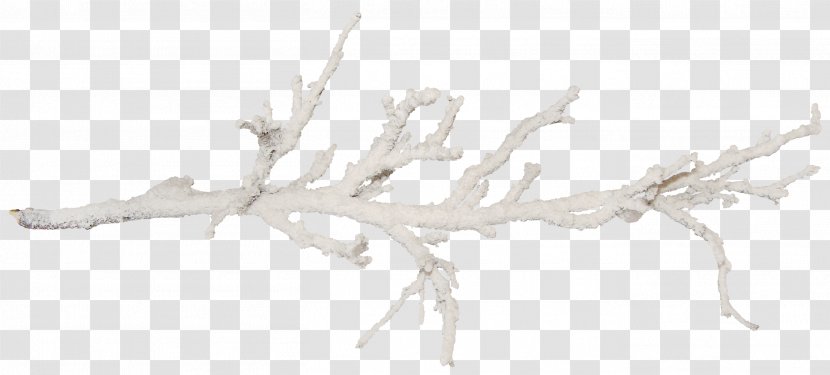 Branch Tree Twig Snow - Salt Transparent PNG