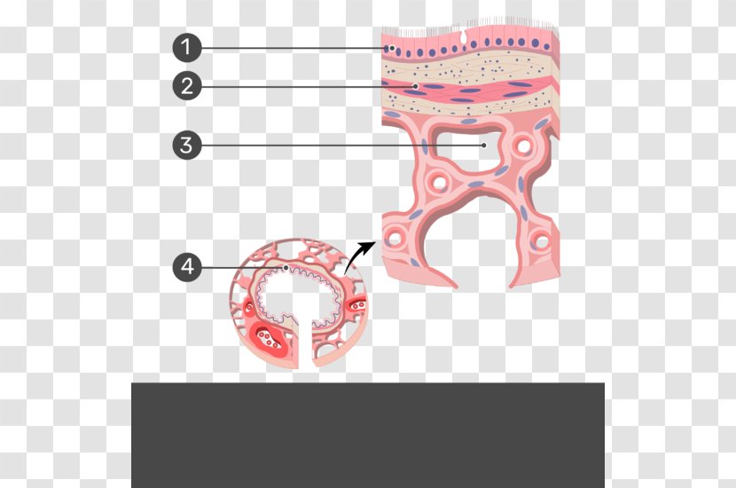 Terminal Bronchiole Anatomy Simple Columnar Epithelium Smooth Muscle Tissue - Show Yourself Transparent PNG