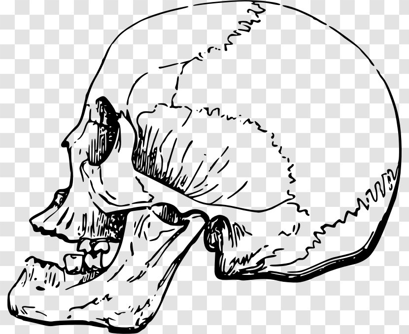 Skull Nose Human Skeleton Clip Art - Flower - Head Transparent PNG