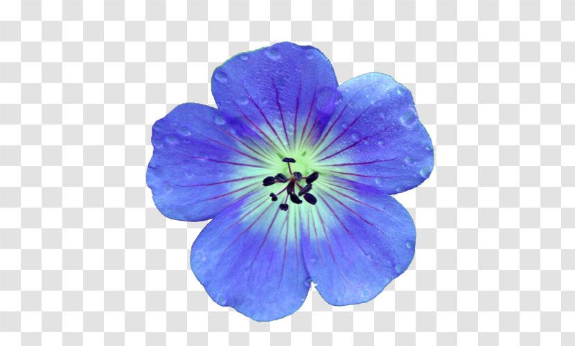 Crane's-bill Flower Blue Best Geraniums Nature - Viola Transparent PNG