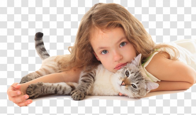 Thai Cat Stock Photography Kitten Child Veterinarian - Vertebrate Transparent PNG