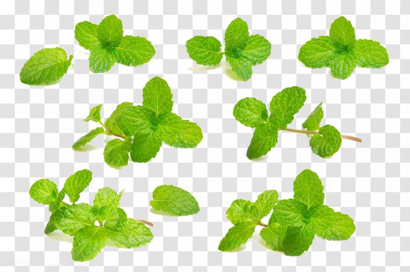 Mouthwash Mint Photography - Annual Plant - Green Leaves Transparent PNG