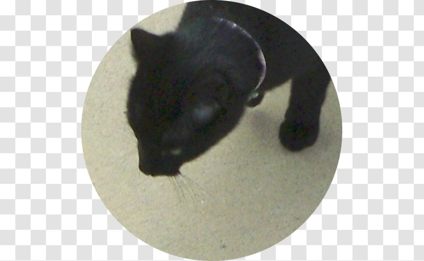 Whiskers Cat Snout Black M - Carnivoran Transparent PNG