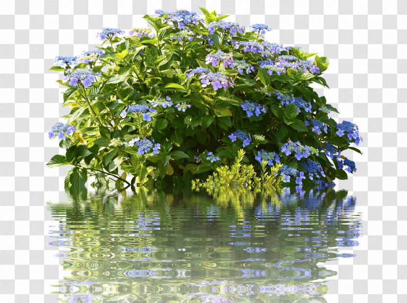 Tea Of Heaven Shrub Garden French Hydrangea Shower Curtains - Flower - Bush Transparent PNG