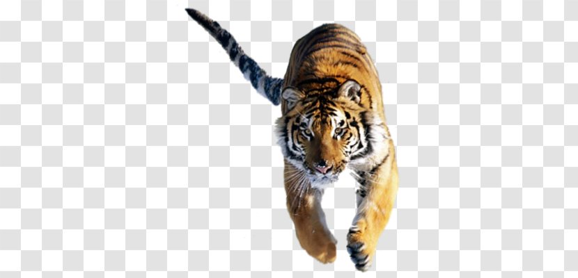 Felidae Lion Siberian Tiger Cat Bengal - Homo Sapiens Transparent PNG