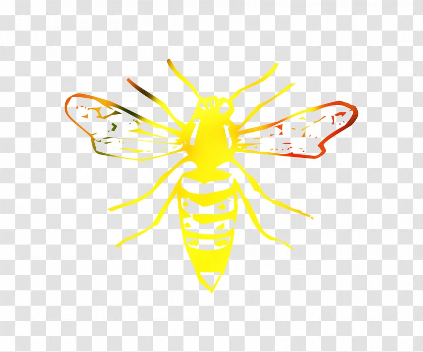 Clip Art Honey Bee Vector Graphics Illustration Image - Membranewinged Insect - Email Transparent PNG