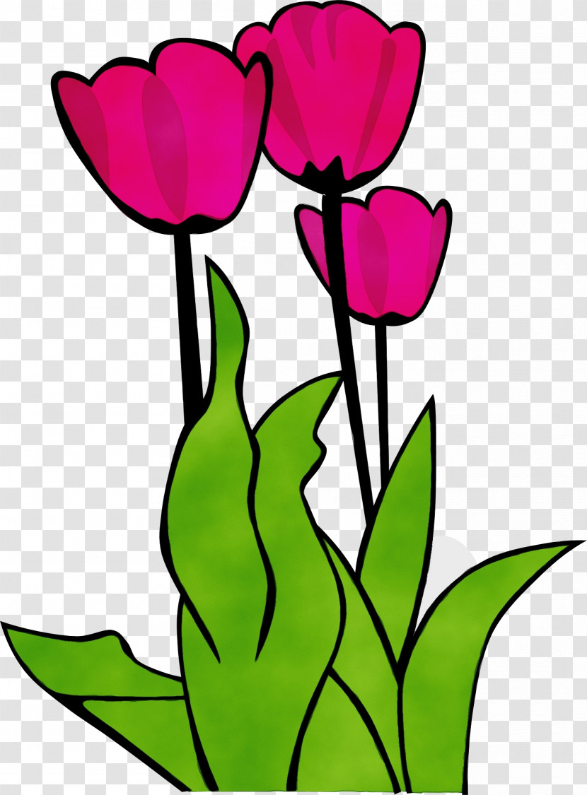 Flower Tulip Petal Pink Plant Transparent PNG