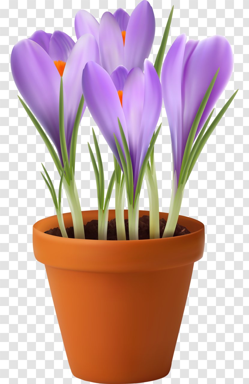 Flowerpot Stock Photography Flower Garden Vase - Crocus - Spring Transparent PNG