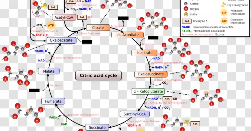 Citric Acid Cycle Tricarboxylic Biochemistry Metabolism - Mitochondrion - Map Transparent PNG