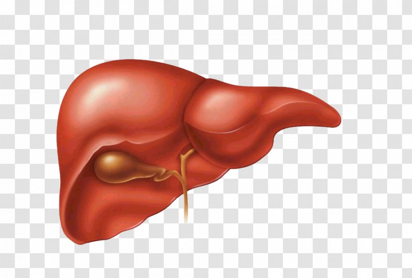 Liver And Gallbladder Flush Disease - Watercolor - Facial Transparent PNG