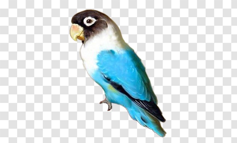 Budgerigar Lovebird Parrot Parakeet - Fauna Transparent PNG