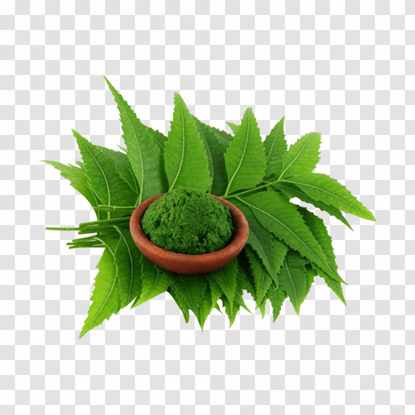 Neem Tree Oil Extract Plant - Medicinal Plants - Leaf Transparent PNG