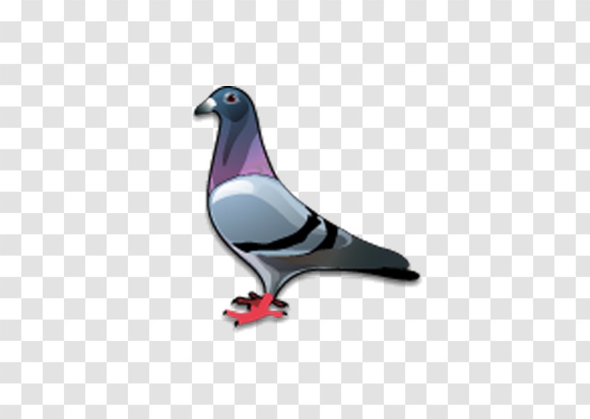 Stock Dove Bird Columbidae Icon - Pigeon Transparent PNG