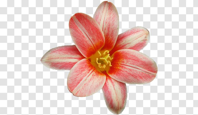Flower Child - Bouquet Transparent PNG