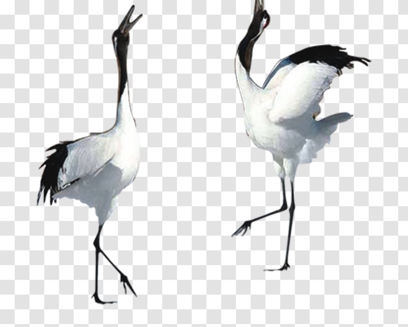 Crane - Siberian - Ciconiiformes Transparent PNG