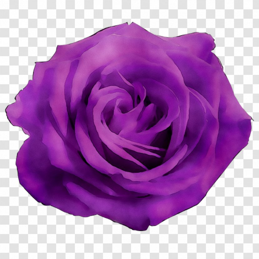 Garden Roses Cabbage Rose Purple Petal - Pink - Order Transparent PNG