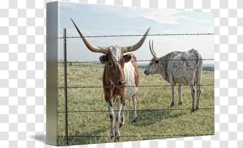 Texas Longhorn English Ox Livestock Bull - Horn Transparent PNG