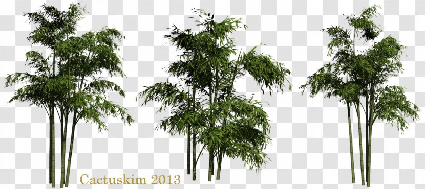 Leaf - Branch - Bamboo Clipart Transparent PNG