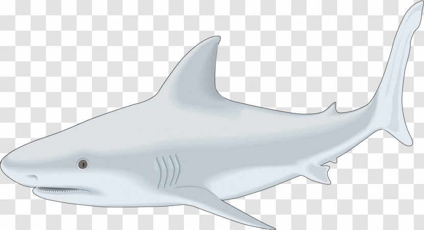 Shark Photography Video Clip Art - Marine Biology - Sharks Transparent PNG