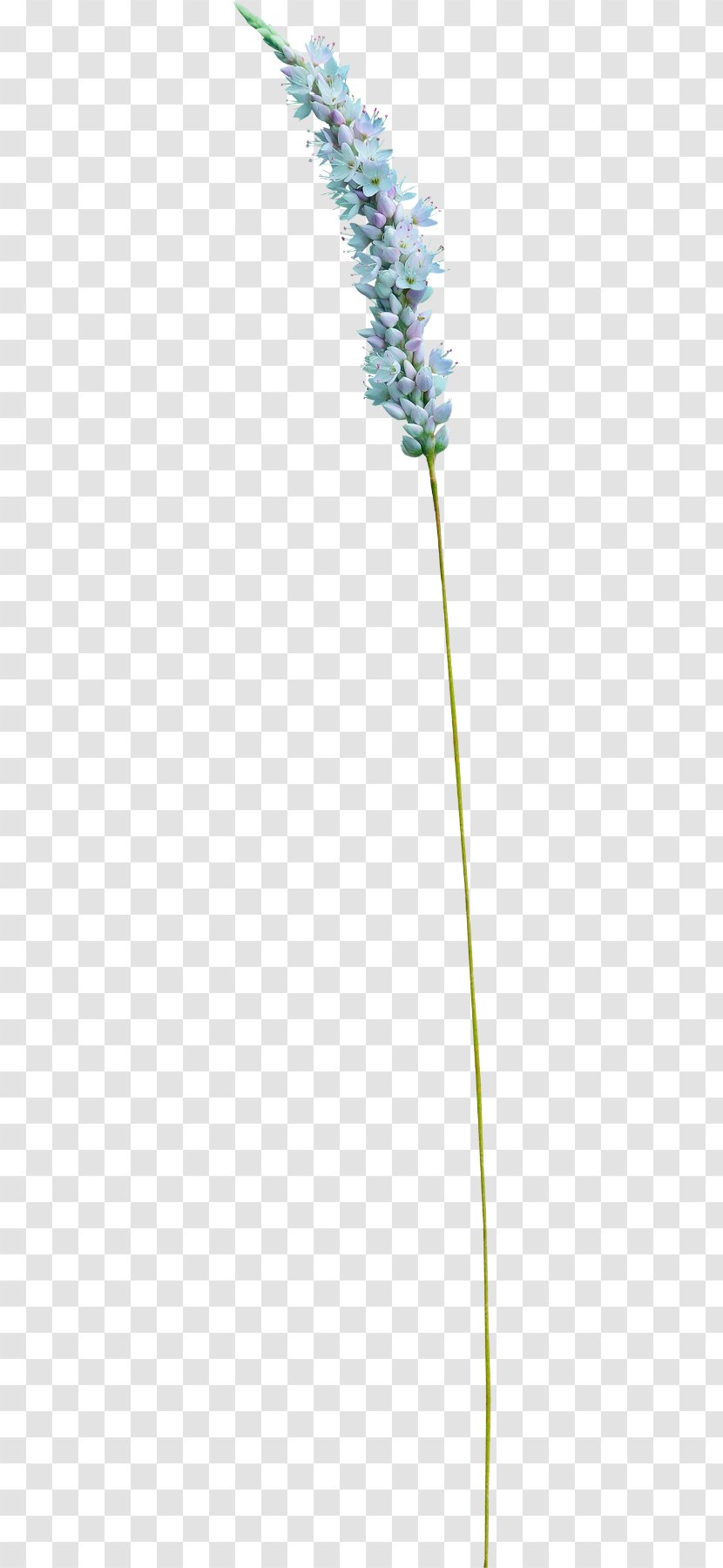 Grasses Flower Plant Stem Angle Lavender - Funny Cat Grass Transparent PNG