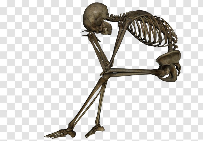 Skull Human Skeleton Death Bone - Calavera Transparent PNG