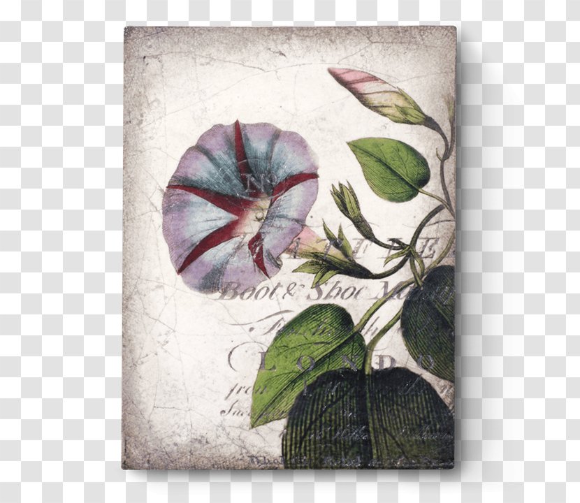 Sid Dickens Inc Tile Work Of Art Wall - Modern - Morning Glory Transparent PNG