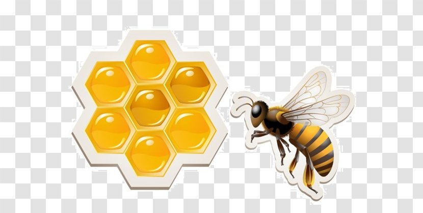 Western Honey Bee Honeycomb Transparent PNG