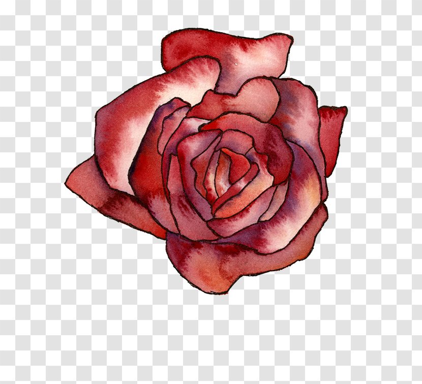 Garden Roses Cabbage Rose Floribunda Cut Flowers Petal - Rosa Centifolia - Mountain Watercolor Transparent PNG