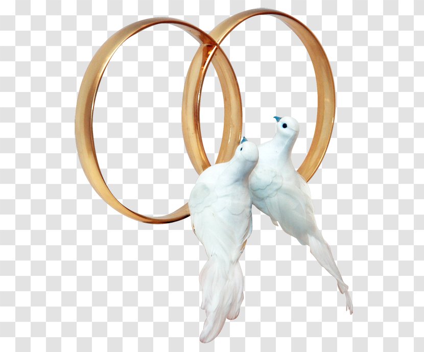 Columbidae Wedding Ring Clip Art - White Transparent PNG
