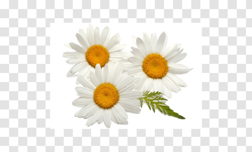 German Chamomile Daisy Family Common - Sunflower Transparent PNG