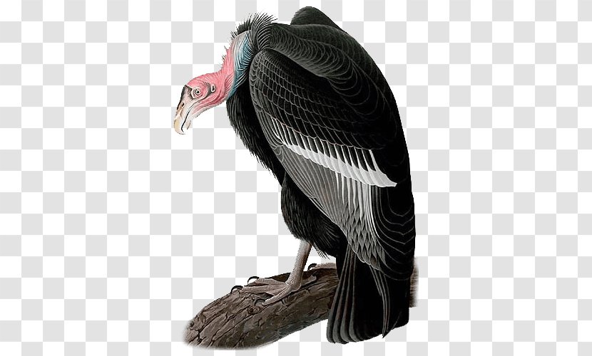 The Birds Of America California Condor National Audubon Society - Bird Transparent PNG
