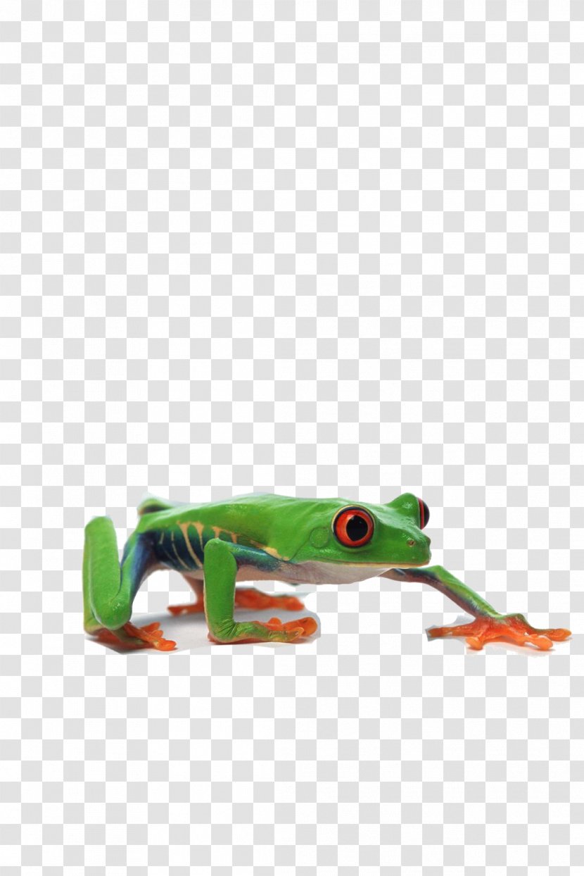 Edible Frog Grenouille Verte - Animal - Green Transparent PNG
