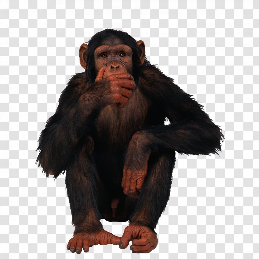 Common Chimpanzee Gorilla Orangutan Primate - Mammal Transparent PNG