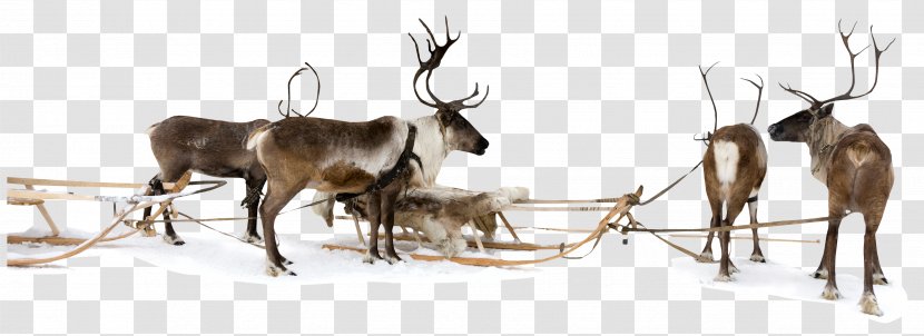 Reindeer Sled Christmas - Stock Photography Transparent PNG