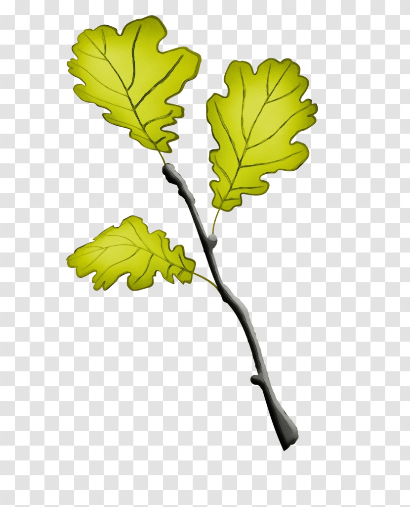Leaf Plant Stem Twig Tree Fruit Transparent PNG