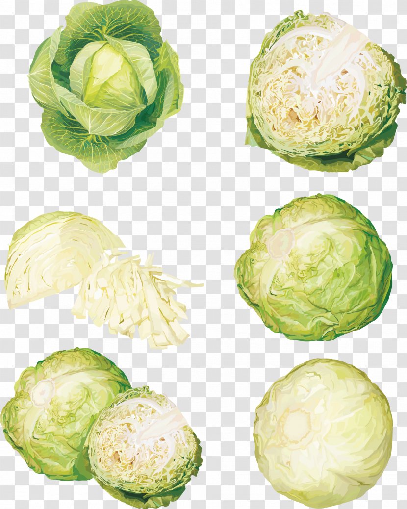 Vegetable Cabbage Food Illustration - Leaf - Vector Various Forms Of Transparent PNG
