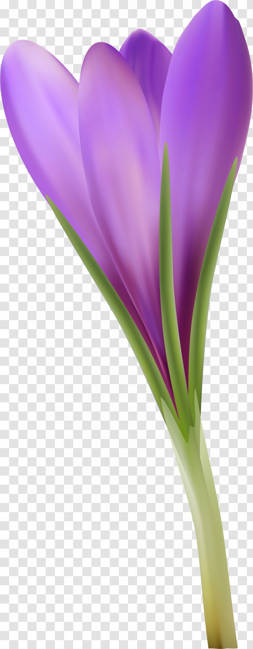 Crocus Close-up Plant Stem - Closeup Transparent PNG