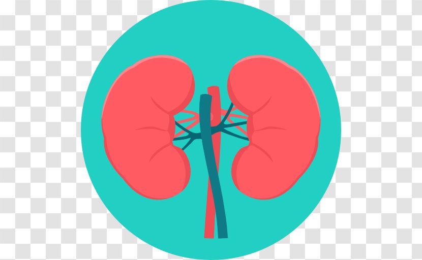 Kidney Excretory System Surgery Medicine Urology - Flower Transparent PNG