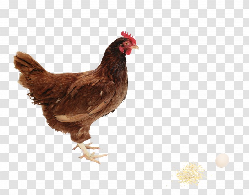 Fried Chicken Meat Food - Galliformes - Image Transparent PNG
