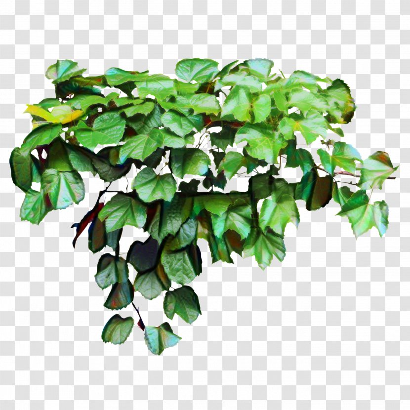 Clip Art Common Ivy Image Vector Graphics - Herb Transparent PNG