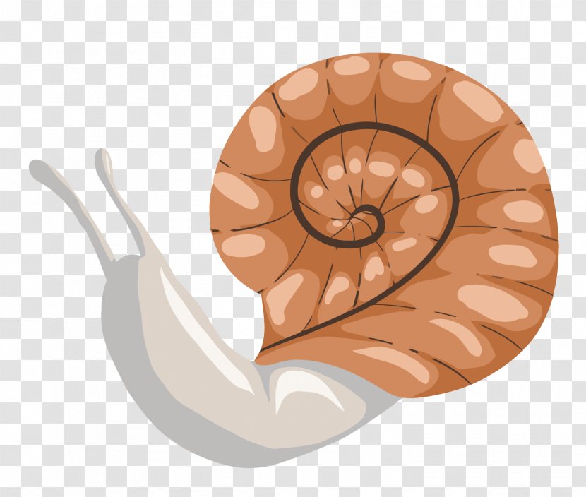 Snail Cartoon Euclidean Vector Illustration - Snails And Slugs Transparent PNG