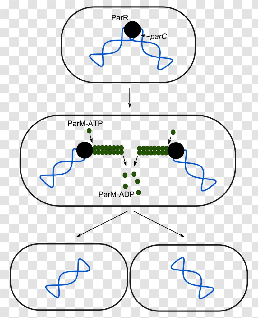 Plasmid Partition System Cloning Vector R1 - Ligase Transparent PNG