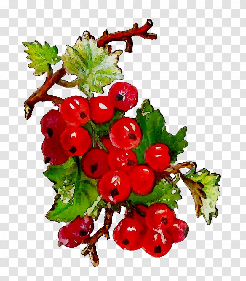 Gooseberry Zante Currant Crataegus Pinnatifida Pink Peppercorn Cranberry - Seedless Fruit Transparent PNG