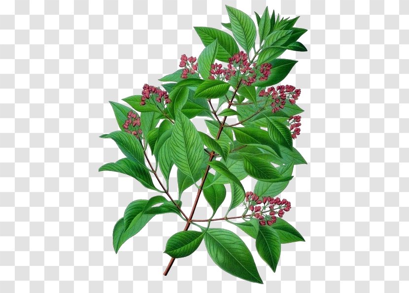 Indian Sandalwood Ayurveda Tree Medicine - Oil Transparent PNG